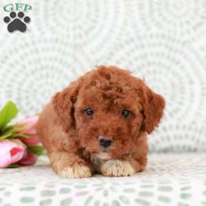 Roxanne, Miniature Poodle Puppy